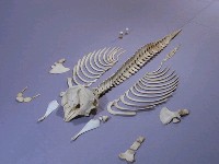 藏品(侏儒抹香鯨)的圖片